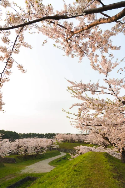 Vackra blommande körsbärsträd i full blom i våren i Japan — Stockfoto