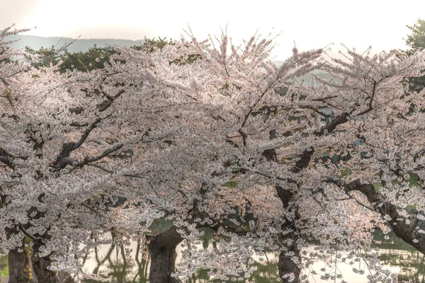 Vackra blommande körsbärsträd i full blom i våren i Japan — Stockfoto