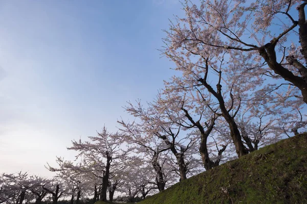 Vackra blommande körsbärsträd i full blom i våren i Japan — Stockfoto