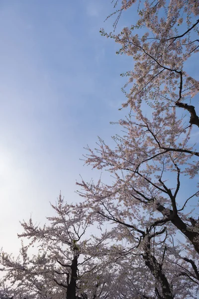 Vackra blommande körsbärsträd i full blom i våren i Japan — Stockfoto