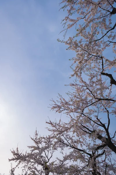 Vackra blommande körsbärsträd i full blom i våren i Japan — Stockfoto