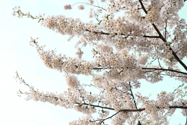 Hermosas flores de cerezo en plena floración en la primavera de Japón —  Fotos de Stock