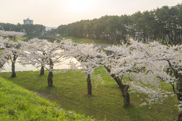 Vackra blommande körsbärsträd i full blom i våren i Japan — Stockfoto