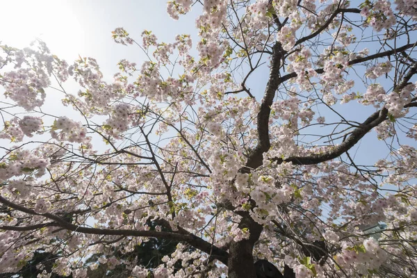 Όμορφα άνθη της κερασιάς σε πλήρη άνθιση στην άνοιξη της Ιαπωνίας — Φωτογραφία Αρχείου