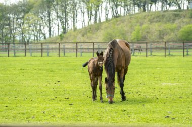 Üst ve alt doğada yetişen bir at