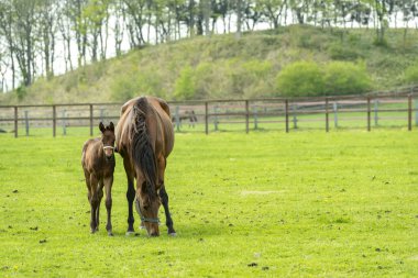Üst ve alt doğada yetişen bir at