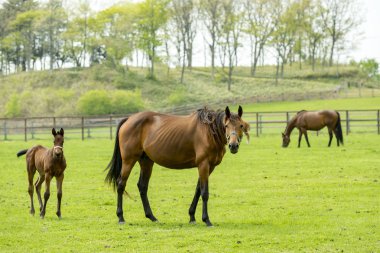 Üst ve alt doğada yetişen bir at