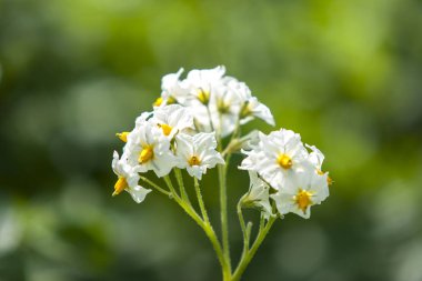 Japon patates üretim alanında gül çiçeği çiçekleri