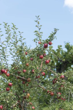 Elma ağacının yanında hasat