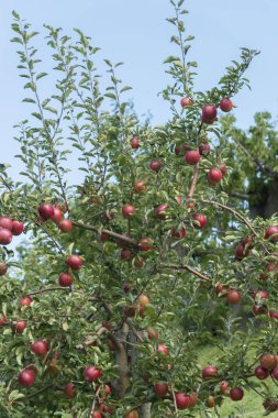 Elma ağacının yanında hasat