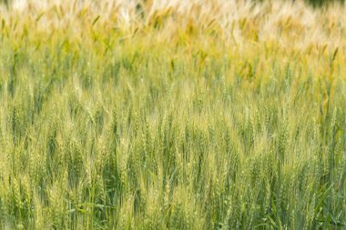 Buğday Üretimi ve Hasadı