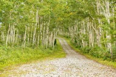 Japonya'da muhtelif yollar