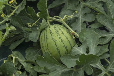 Büyümek için lezzetli karpuz alanı