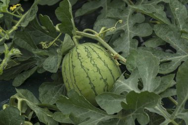 Büyümek için lezzetli karpuz alanı