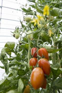 Taze domates doğada yetiştirme