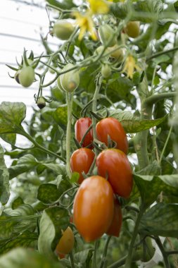 Taze domates doğada yetiştirme