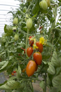 Taze domates doğada yetiştirme