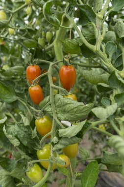 Taze domates doğada yetiştirme