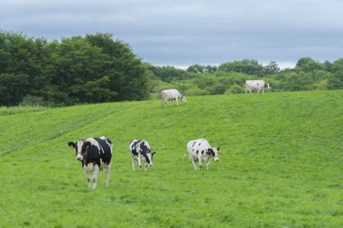 İnek mandıra doğada büyüyen