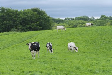 İnek mandıra doğada büyüyen
