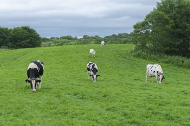 İnek mandıra doğada büyüyen