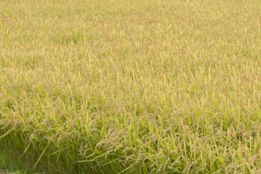 Bir güzel pirinç ekimi alan Japonya