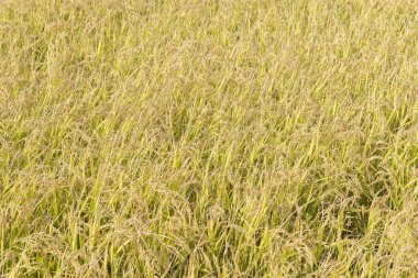 Bir güzel pirinç ekimi alan Japonya