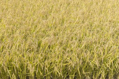 Bir güzel pirinç ekimi alan Japonya