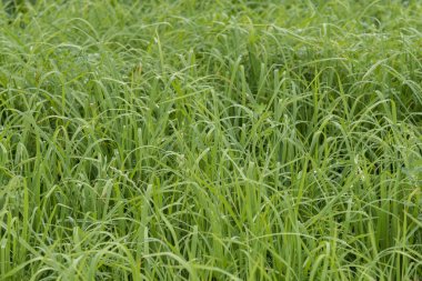 Bir güzel pirinç ekimi alan Japonya