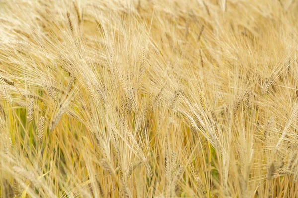 Produkce Sklizeň Pšenice — Stock fotografie
