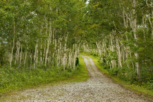 Japonya'da muhtelif yollar