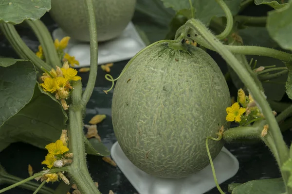Lezzetli kavunları çiftçiler tarafından kaldırdı tarımı