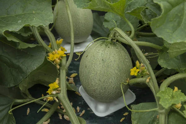 Lezzetli kavunları çiftçiler tarafından kaldırdı tarımı