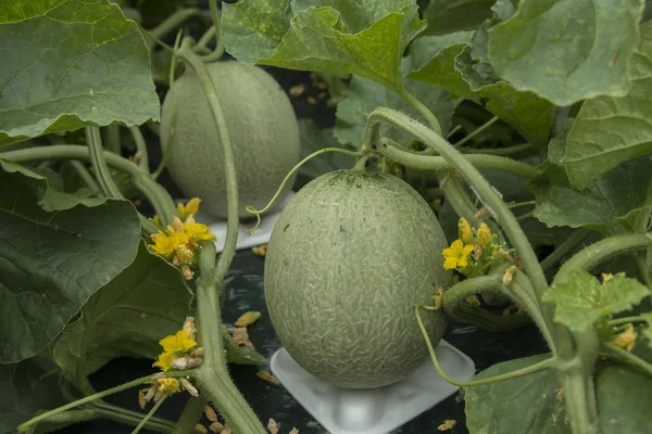 Lezzetli kavunları çiftçiler tarafından kaldırdı tarımı
