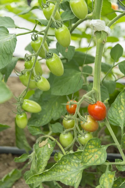 Frische Tomatenzucht Der Natur — Stockfoto