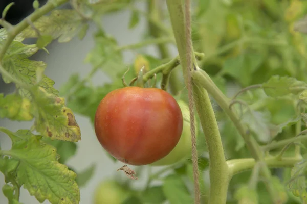 Frische Tomatenzucht Der Natur — Stockfoto