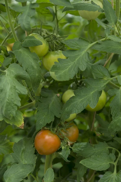 Frische Tomatenzucht Der Natur — Stockfoto