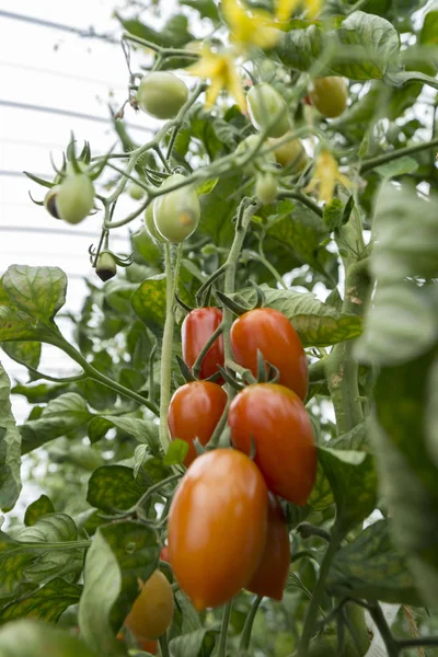 Culture Tomates Fraîches Dans Nature — Photo