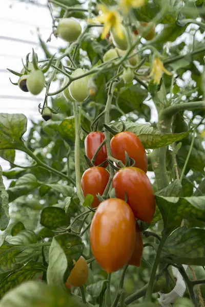 Taze domates doğada yetiştirme