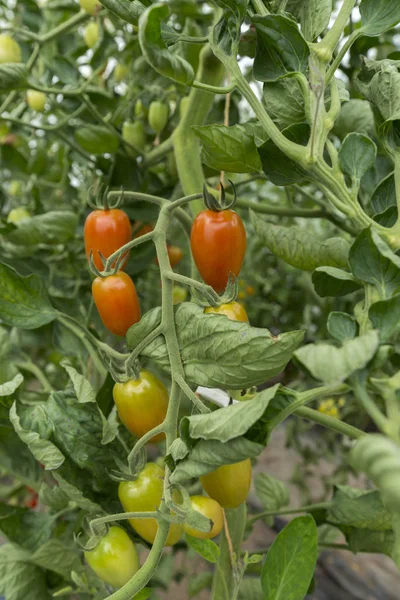 Taze domates doğada yetiştirme