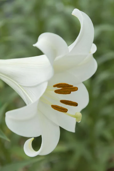 Piękny Lily Kwitnienia Kwitnących — Zdjęcie stockowe