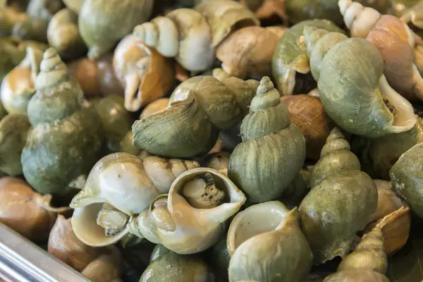 Aşçı taze deniz ürünleri ile yapılan