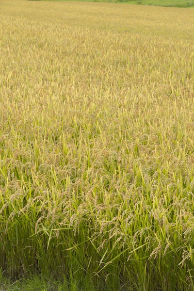 Een Mooie Rijst Teelt Veld Japan — Stockfoto