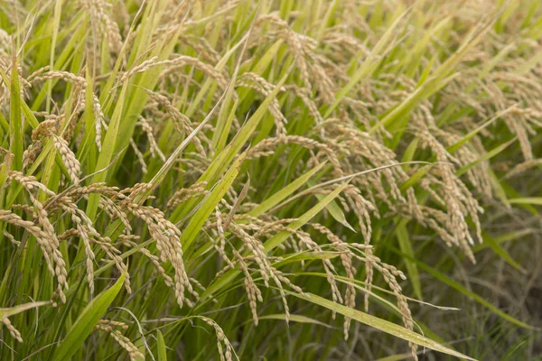 Bir güzel pirinç ekimi alan Japonya