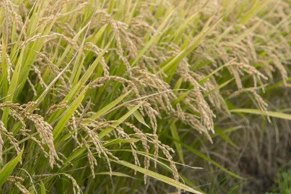 Bir güzel pirinç ekimi alan Japonya