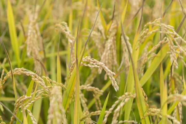 Bir güzel pirinç ekimi alan Japonya