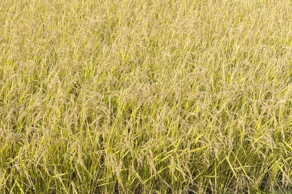 Bir güzel pirinç ekimi alan Japonya