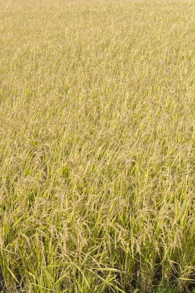 Bir güzel pirinç ekimi alan Japonya