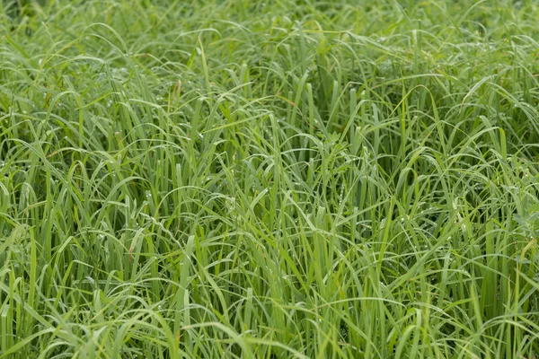 Bir güzel pirinç ekimi alan Japonya