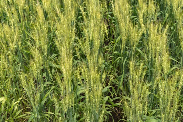 Production and Harvesting of Wheat